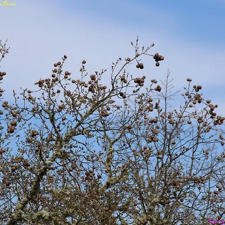Atlie Moises Nyaraló *