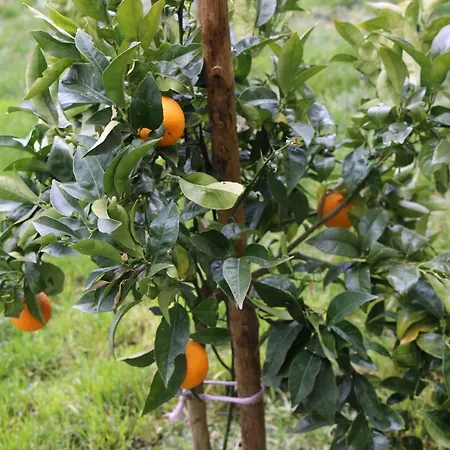 Atlie Moises * Bragança