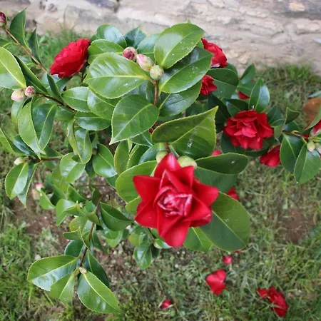 Atlie Moises Bragança