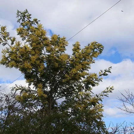 Atlie Moises Nyaraló