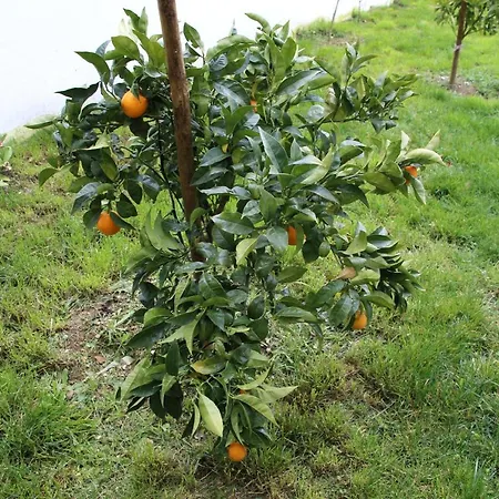 Atlie Moises Nyaraló