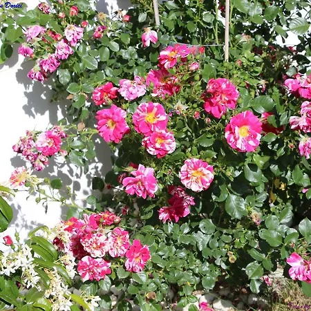 Atlie Moises Nyaraló Bragança