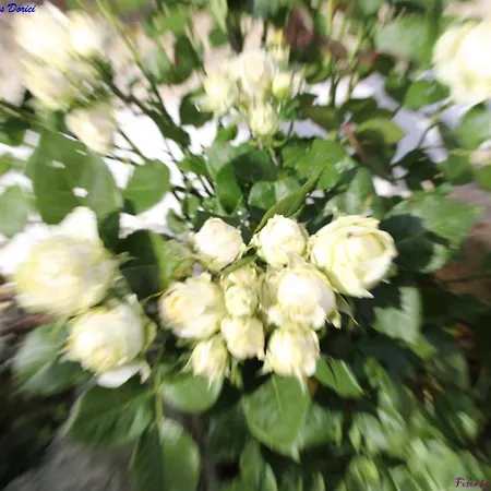 Atlie Moises Nyaraló Bragança