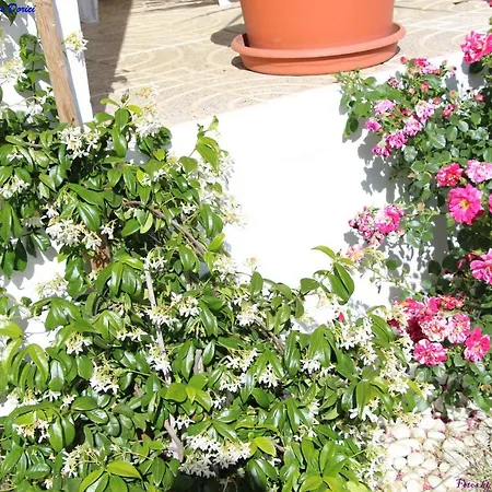 Atlie Moises Nyaraló