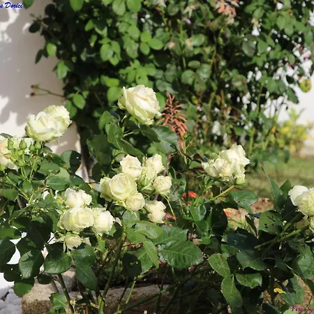 Nyaraló Atlie Moises *