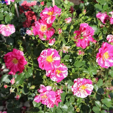 Atlie Moises Nyaraló