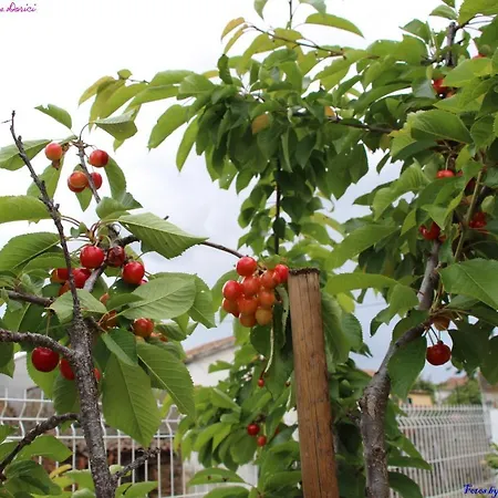 Atlie Moises Nyaraló Bragança