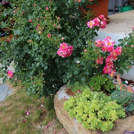 Atlie Moises Nyaraló