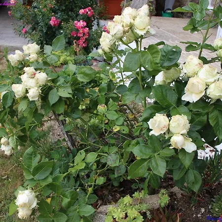 Atlie Moises Nyaraló Bragança