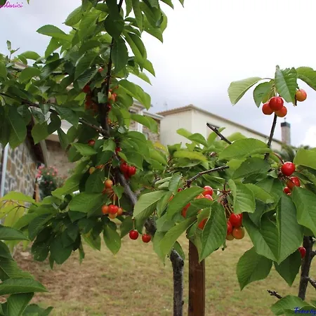 Atlie Moises Nyaraló *