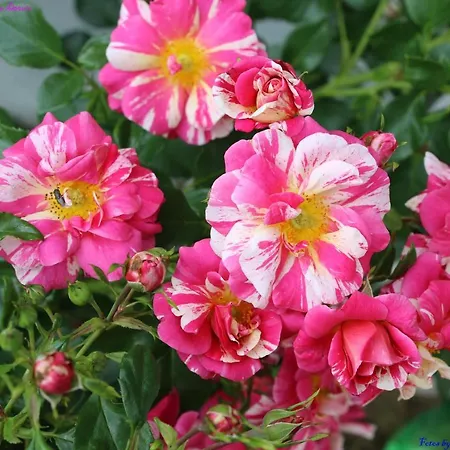 Nyaraló Atlie Moises *