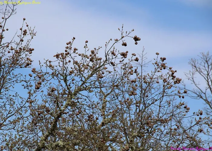 Atlie Moises Semesterbostad *