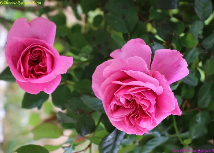 Semesterbostad Atlie Moises *