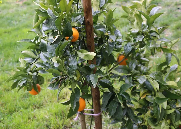 Atlie Moises * Bragança