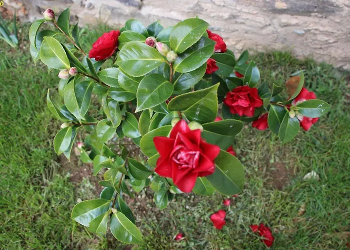 Atlie Moises Bragança