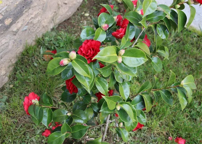 Atlie Moises Semesterbostad *