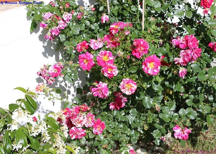 Atlie Moises Semesterbostad Bragança