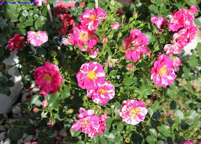 Atlie Moises Semesterbostad