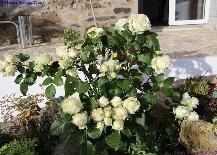 Semesterbostad Atlie Moises *