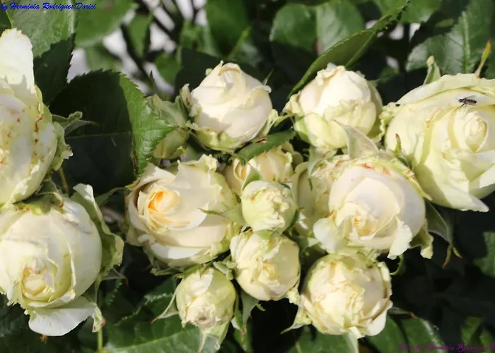 Atlie Moises Semesterbostad Bragança