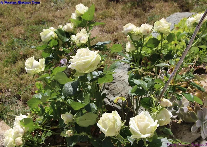 Atlie Moises Semesterbostad Bragança