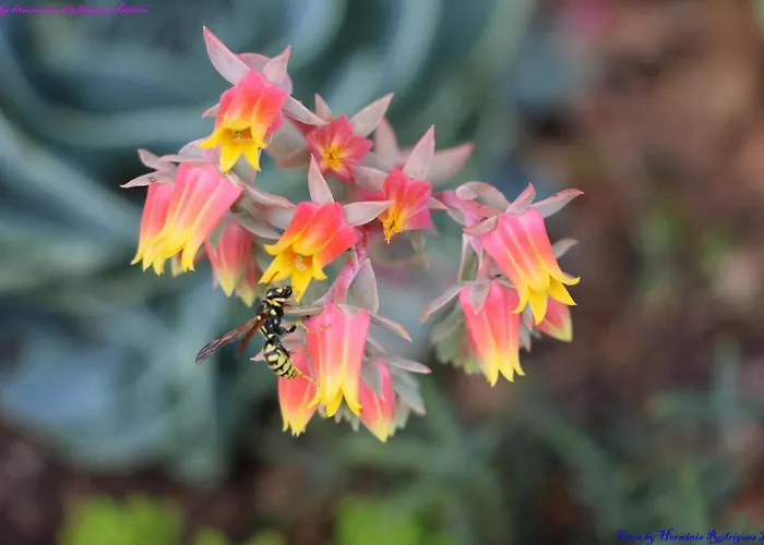 Semesterbostad Atlie Moises Bragança