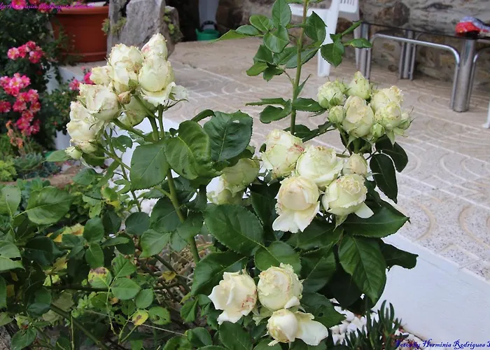 Atlie Moises Bragança