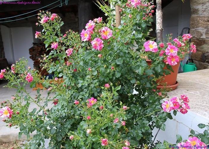 Atlie Moises * Bragança