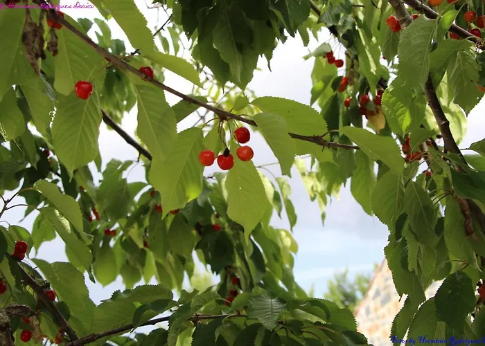 Semesterbostad Atlie Moises