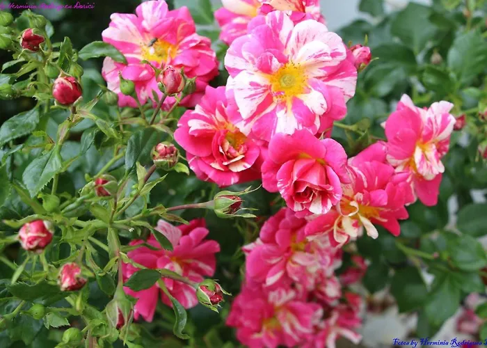 Semesterbostad Atlie Moises *