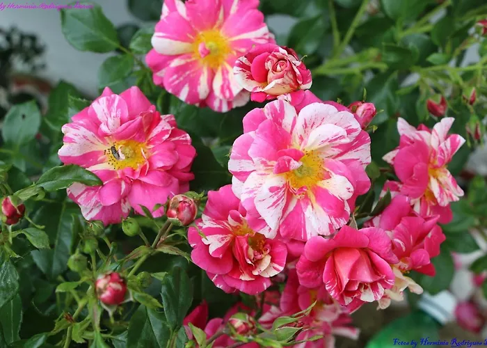 Semesterbostad Atlie Moises *